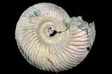 Iridescent, Pyritized Ammonite (Quenstedticeras) Fossil - Russia #175026-1